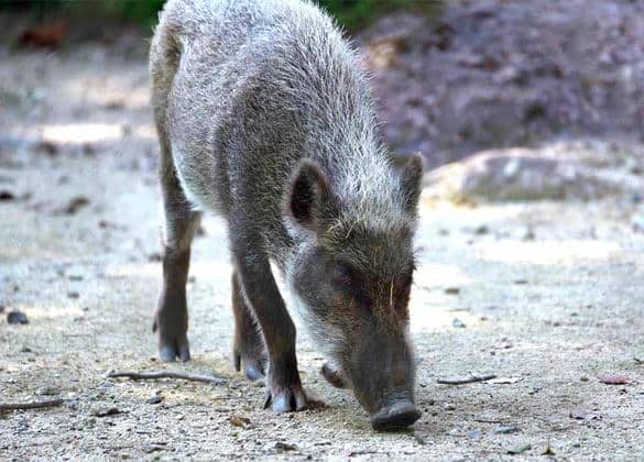 動物図鑑・二ホンイノシシ